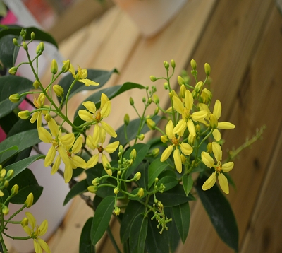 Tristellateia australasiae - Tristellateia