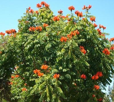 🚫 Spathodea campanulata - Tulipier du Gabon