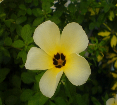 🚫 Turnera ulmifolia - Turnera crème (chevalier onze heure)
