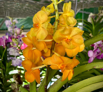 Vanda- Orchidée suspendue