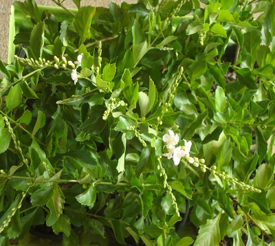 Duranta repens - Vanillier de cayenne blanc