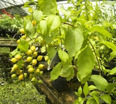 Duranta repens - Vanillier de cayenne
