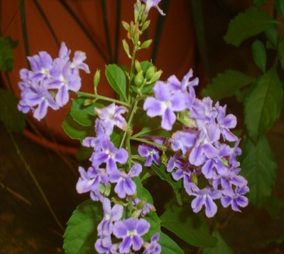 Duranta repens - Vanillier de cayenne violet