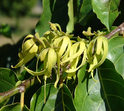 Cananga odorata - Ylang-Ylang