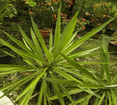 Yucca elephantipes - Yucca