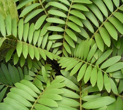 Zamia furfuracea - Zamia