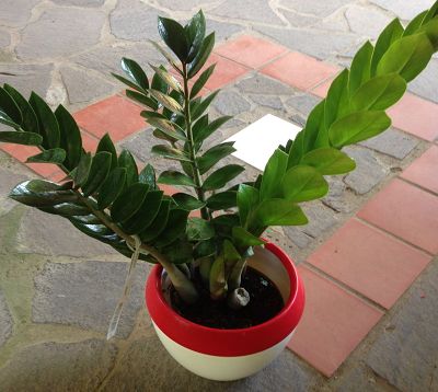 Zamioculcas zamiifolia - Zamioculcas
