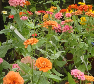 Zinnia elegans - Zinnia