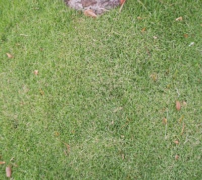 Zoyzia tenuifolia - Zoyzia