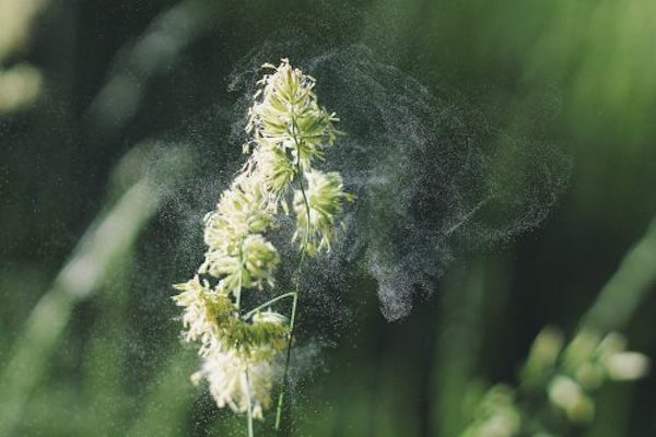 Macquarie University | Impact du changement climatique sur les allergies | Australie Mag