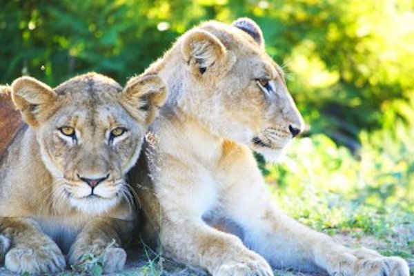 UQ – Les animaux prédateurs alliés des humains