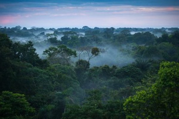 L’Université du Queensland engagée dans la préservation des forêts - Australie Mag