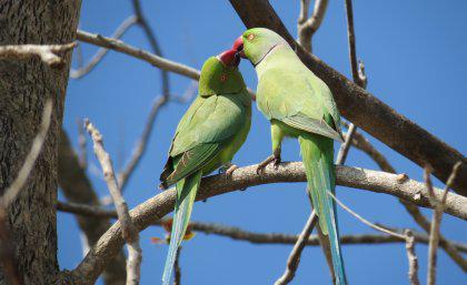 Australie - Les oiseaux exotiques suivent la richesse mondiale-Australie Mag