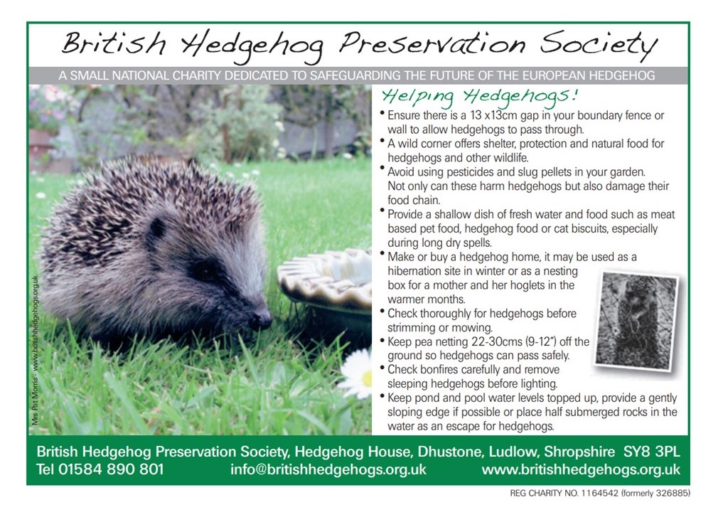 Hedgehog Awareness Week 2022