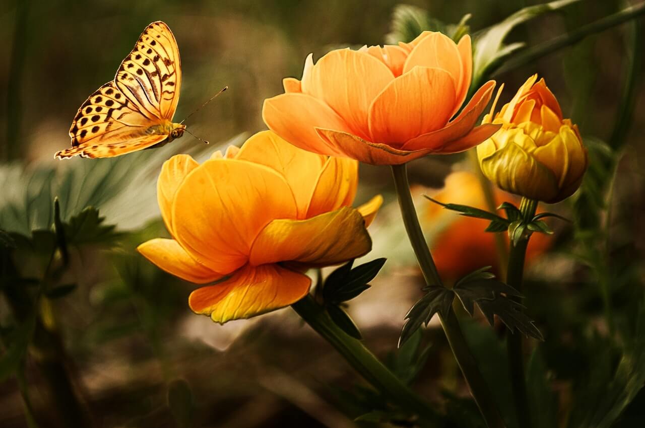 Picture of Warm Garden Landscaping