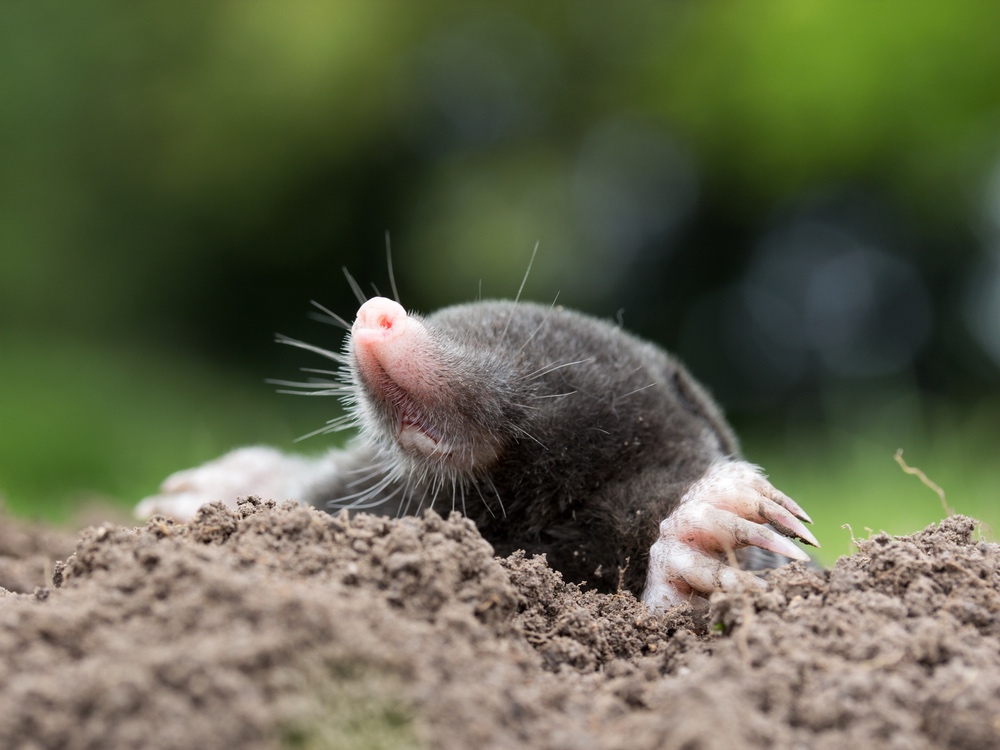 Picture of a Mole in a Garden