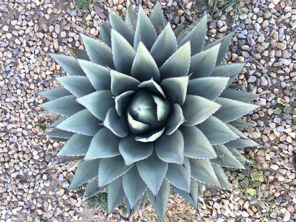 Picture of Succulent Planted in Gravel