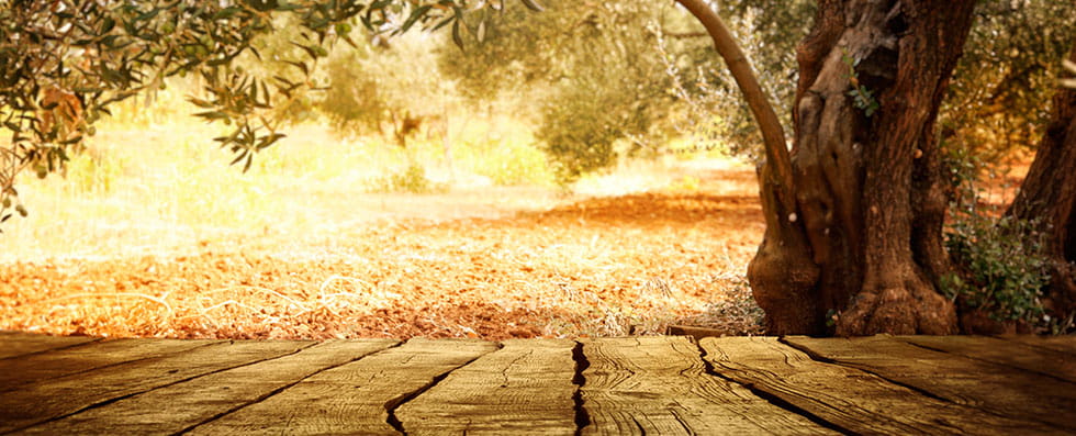 Sunita Fine Foods An Olive Grove