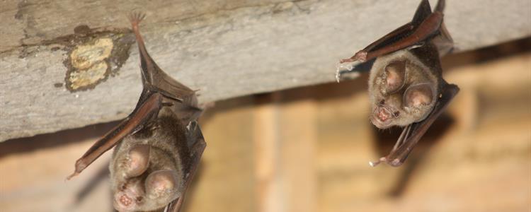 Picture of Bats