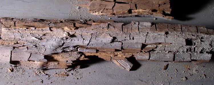 Dry Rot Timber Preservation