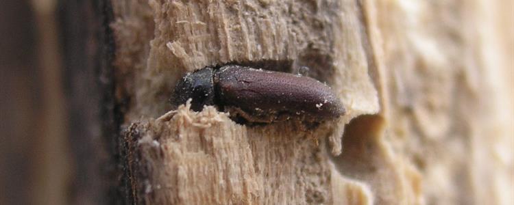 timber treatment