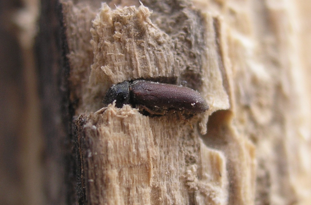 woodworm infestation