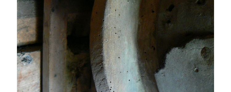 Woodworm Specialists