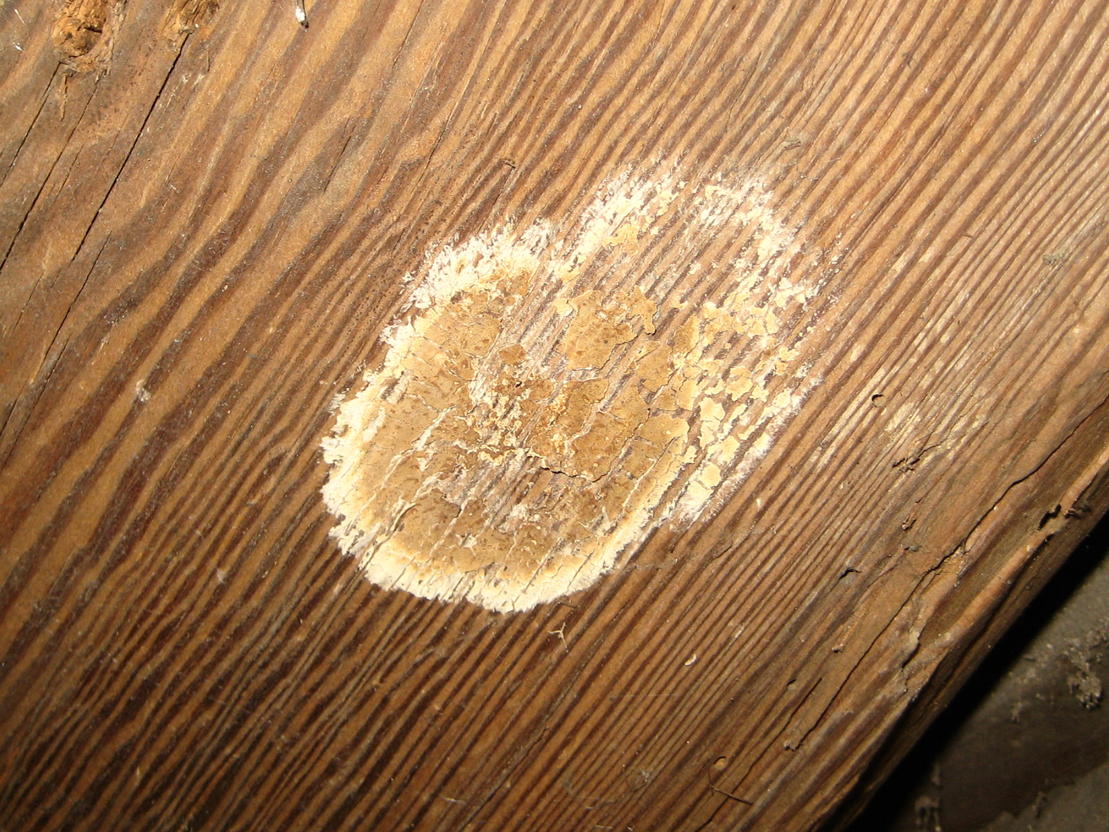 Picture of Wet Rot on Timber