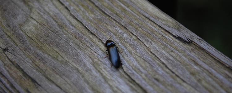 Picture of Woodworm Beetle on Timber