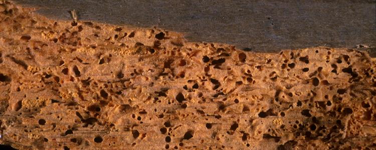 Timber and Woodworm Treatment