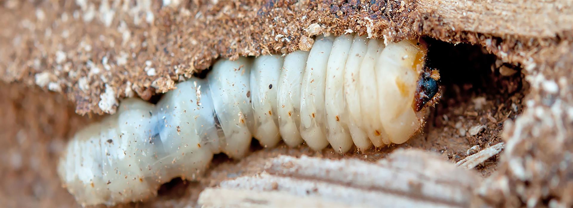 Specialist Woodworm Treatment
