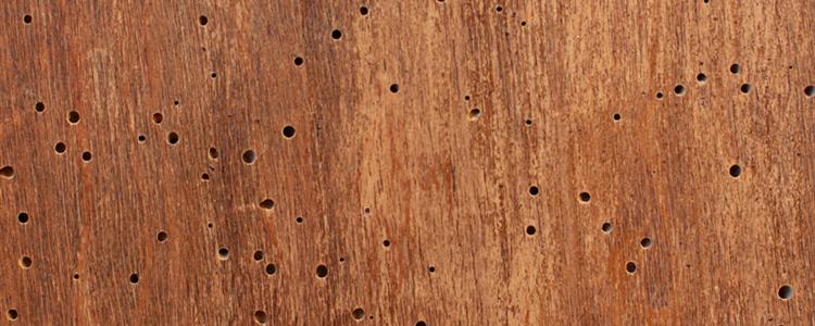 Woodworm Infestation