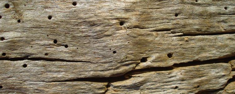 Specialist Woodworm Treatment