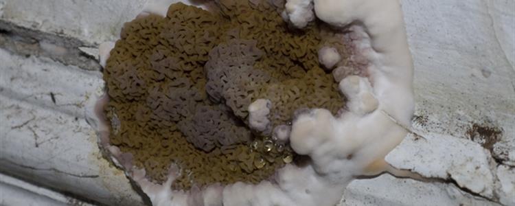 dry rot spawn