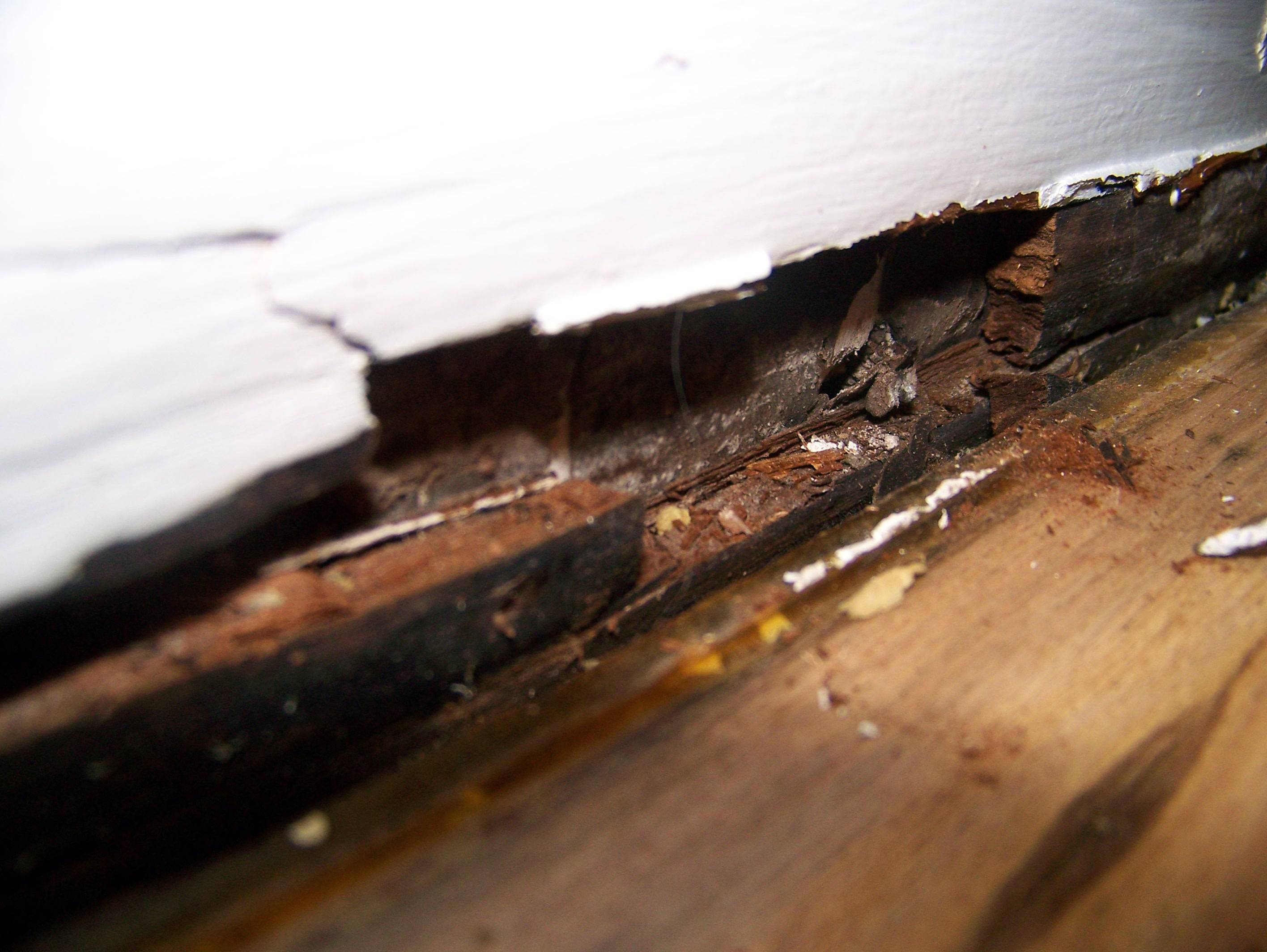 Dry Rot Treatment