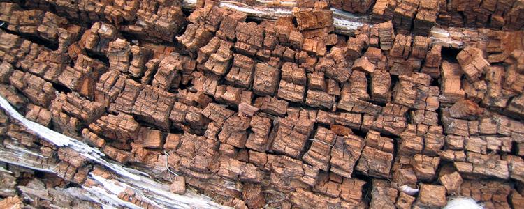 Timber Rot Specialists