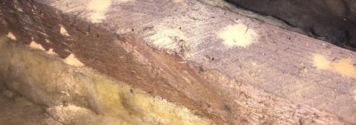 woodworm treatment