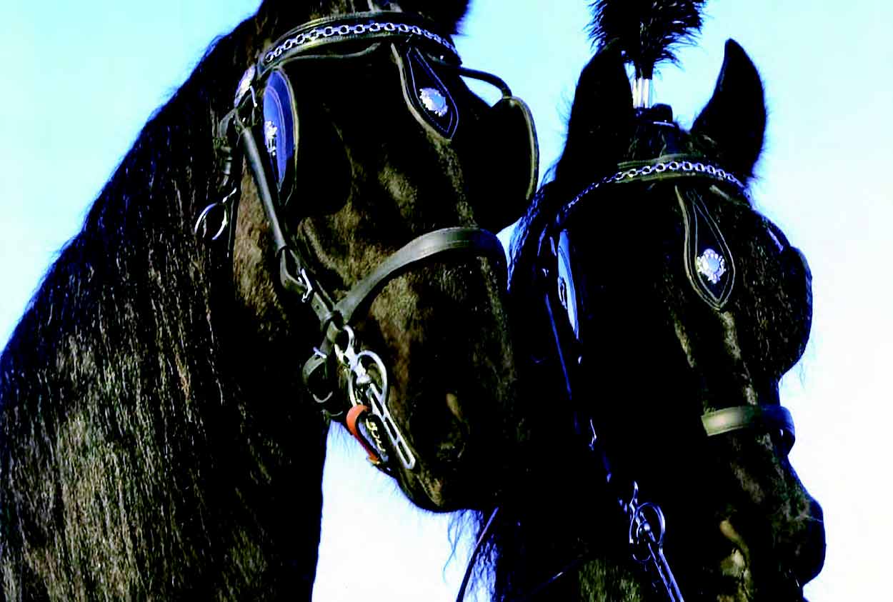 Image of our Horse Drawn Hearses range