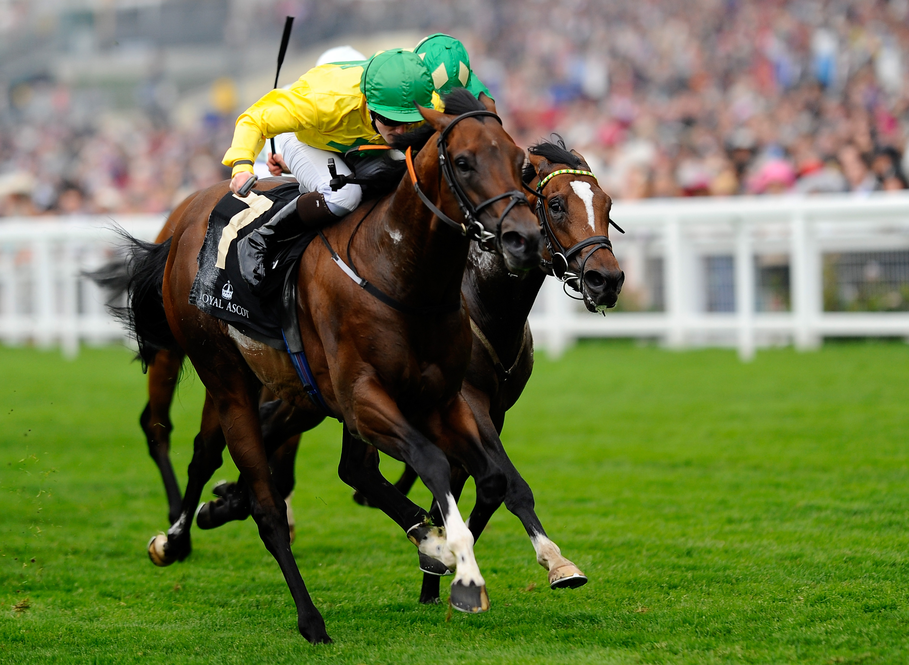 Photo showcasing Horse Racing