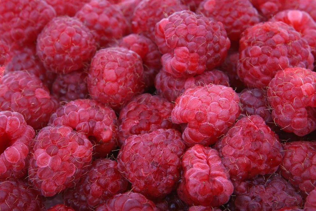 high quality photo of raspberries