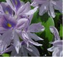 violet color in webdesign Cyprus
