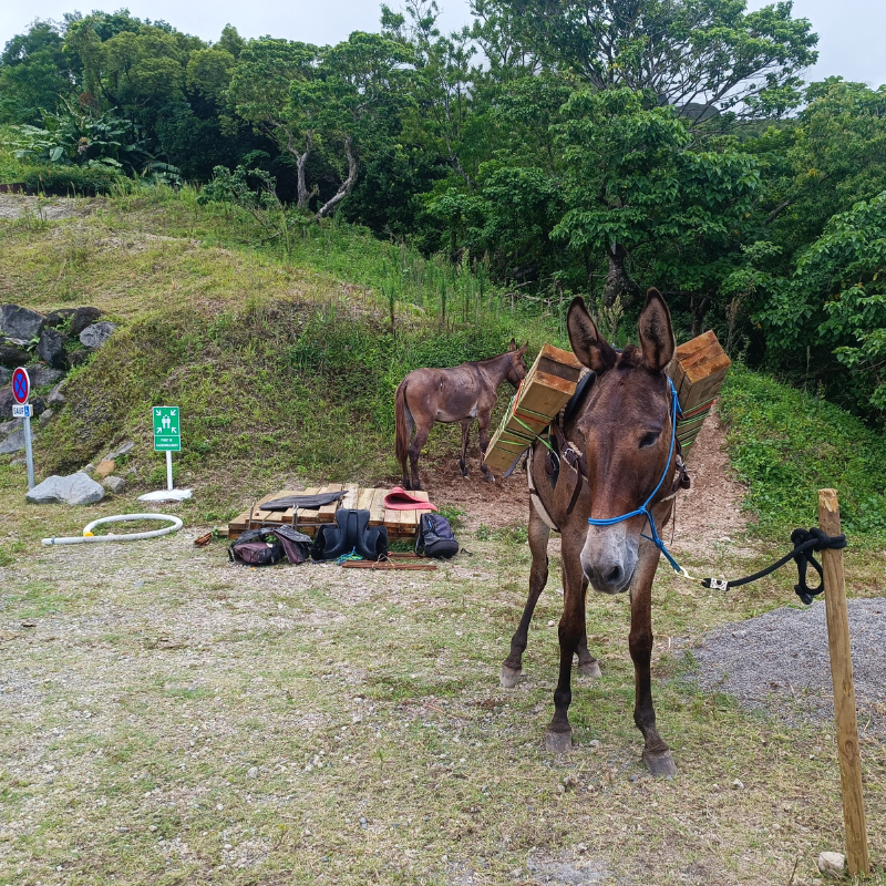 Retour sur notre mission de réhabilitation du sentier de randonnée de Grande Savane