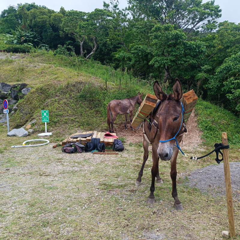 equitation-activite-equestres-martinique