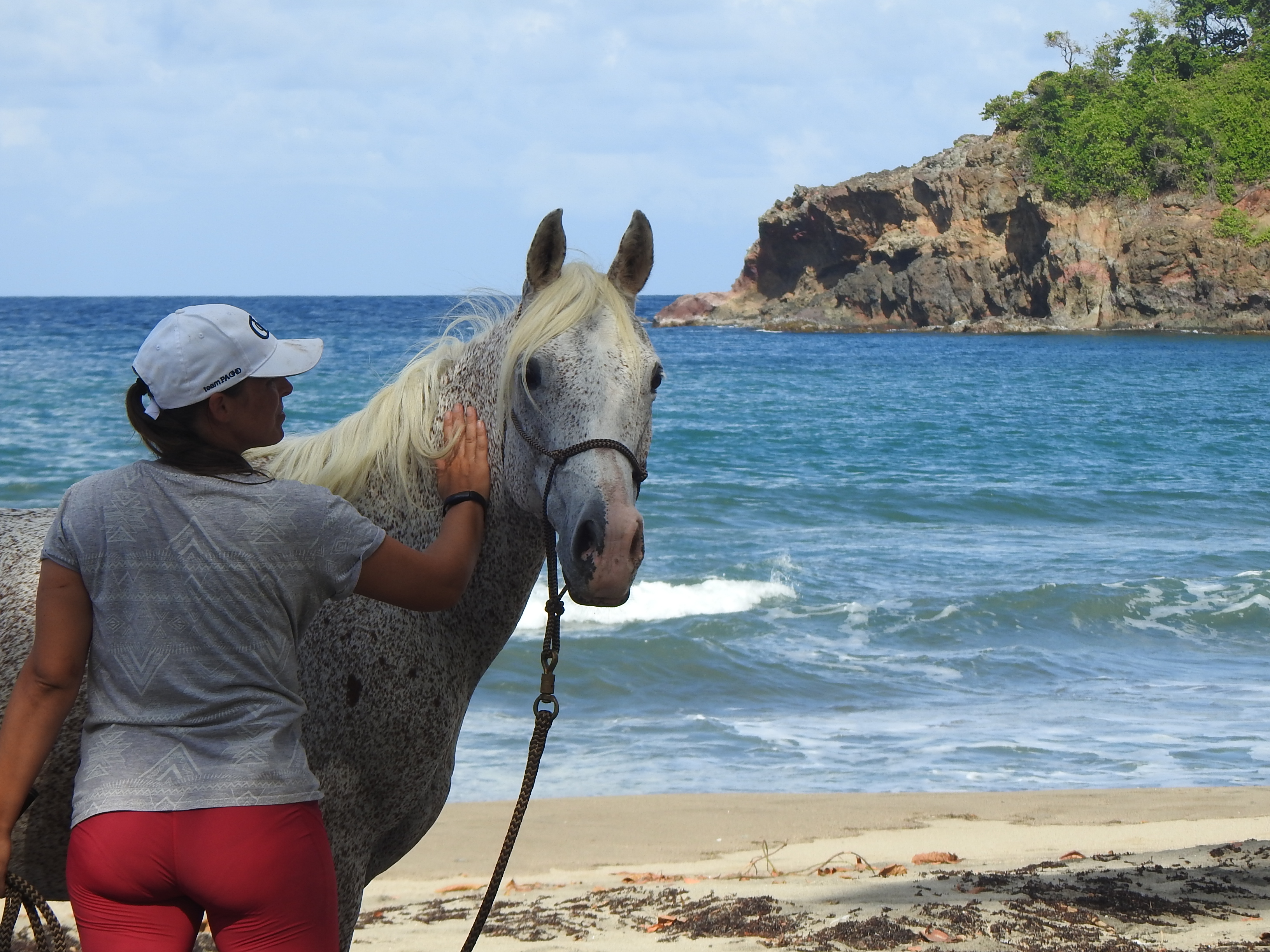 Introduction au travail à pied en équitation éthologique en Martinique – Co Équi Pieds