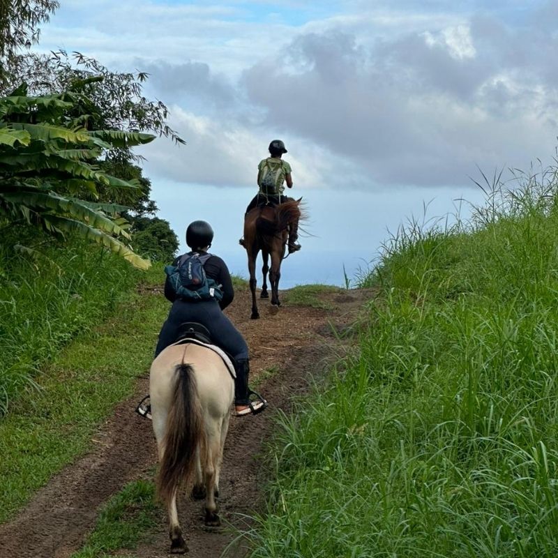 Première randonnée équestre de 3 jours en Martinique : immersion sauvage à Basse-Pointe