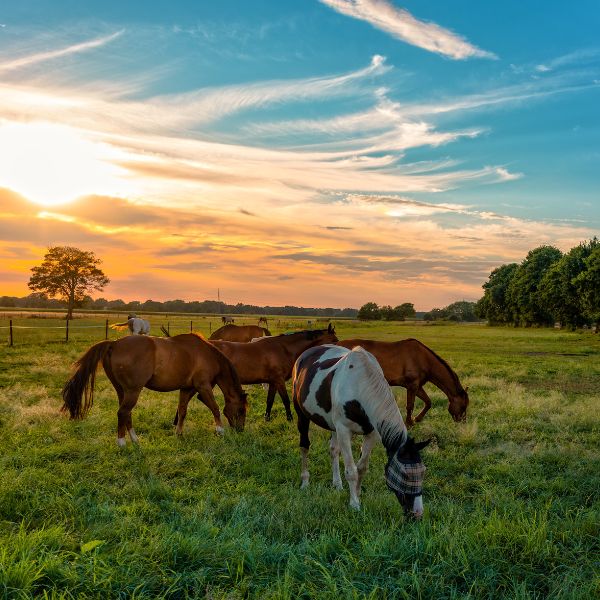 Gérer l’instinct grégaire des chevaux lors de la séparation de deux congénères