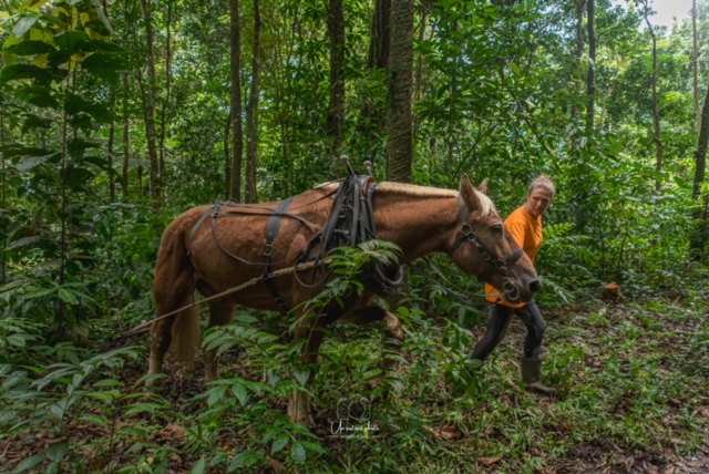Co-Equi-Pieds à l'Honneur sur Martinique Première : Reportage sur le Débardage Équin en Forêt Tropicale