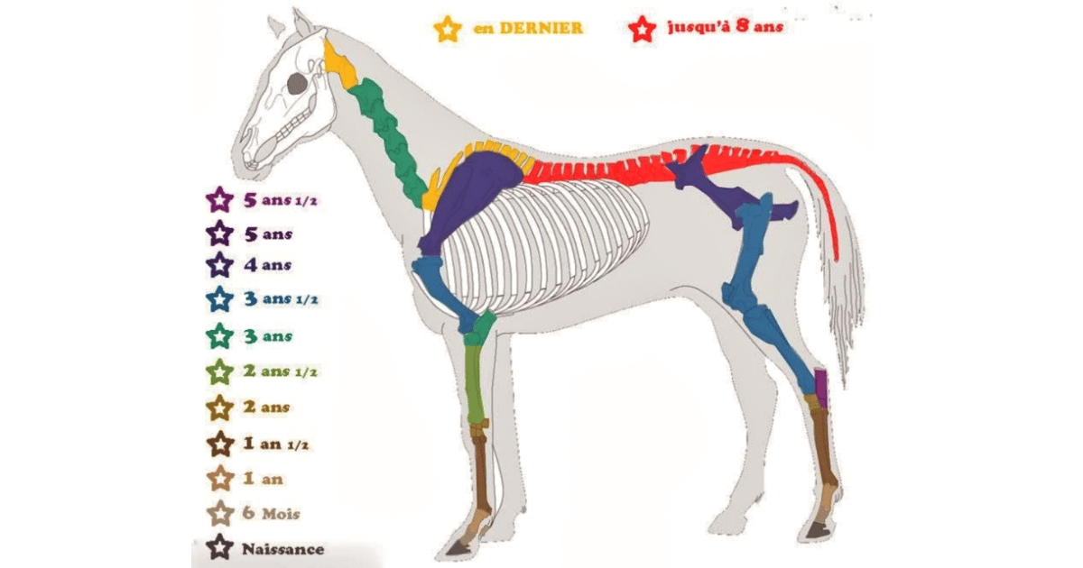 Le développement osseux du cheval