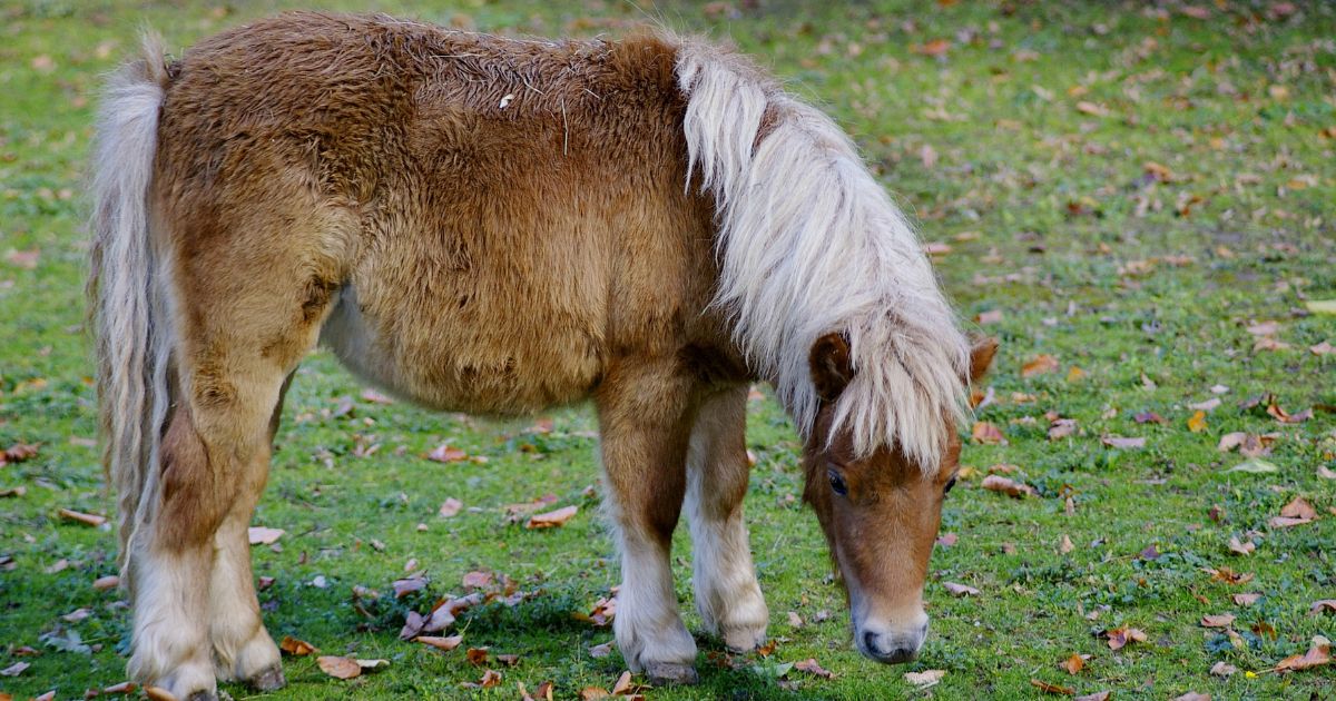 Les cours de poney pour enfants : une activité ludique et éducative au Lorrain