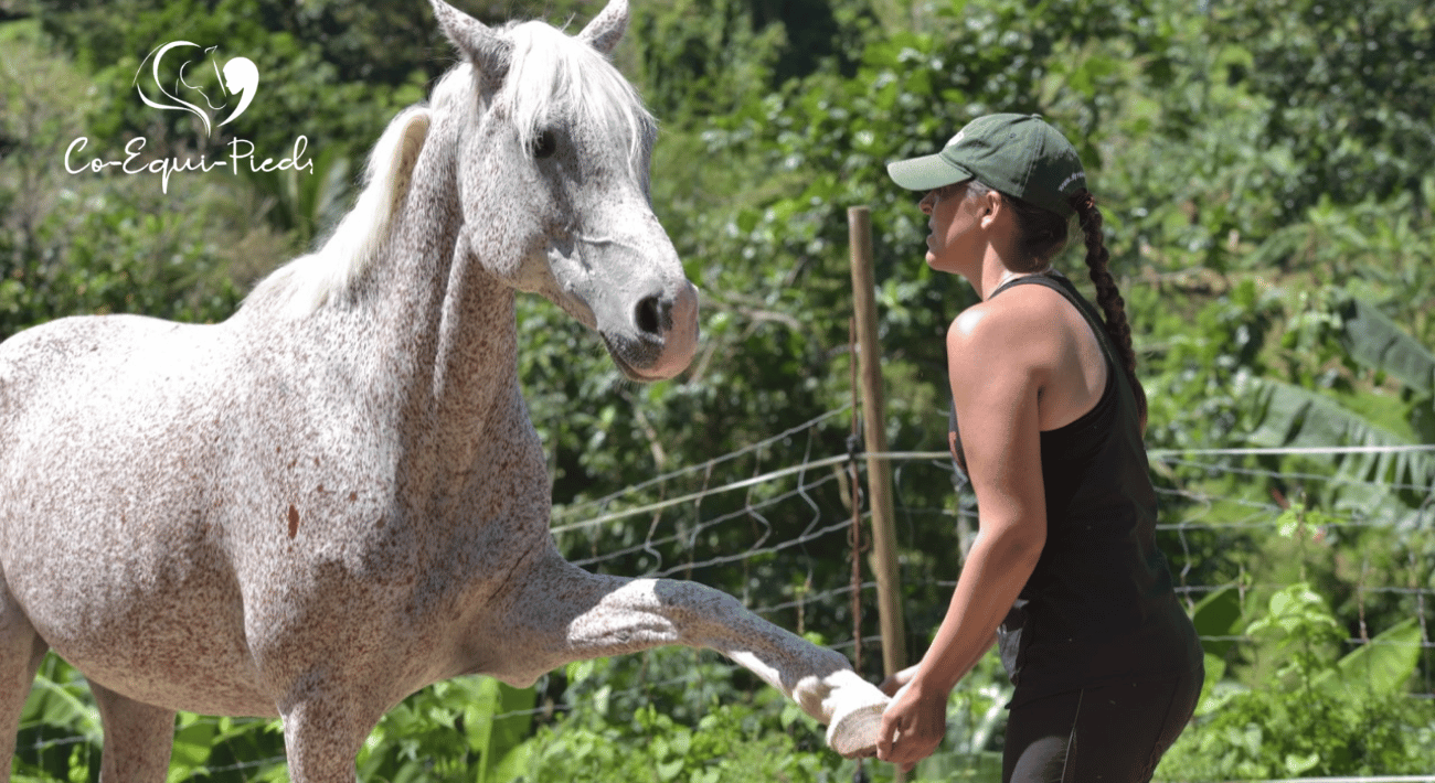 La communication non verbale chez le cheval